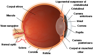 structura ochilor de vedere